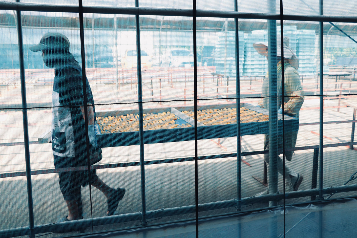 IMO CELEB（芋セレブ）